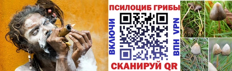 блэк спрут ТОР Кола Галлюциногенные грибы Psilocybe